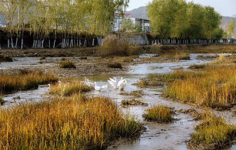 黃龍河治理后.jpg